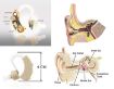 Picture of Hearing Aid Machine Ear Machine Cyber Sonic Hearing Aid  Behind the Ear Hearing Aid Bionic Ear Sound Amplifier