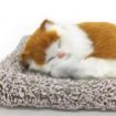 Picture of Sleeping Cat Cat Stuffed Toy   Car Dashboard Cat