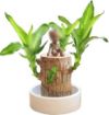 Picture of Mini Brazilian Wood Hydroponic Plant Brazilian Wood Lucky Wood Plant