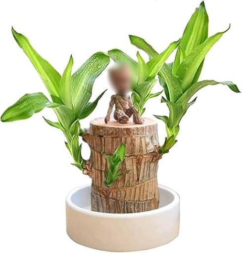 Picture of Mini Brazilian Wood Hydroponic Plant Brazilian Wood Lucky Wood Plant