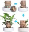 Picture of Mini Brazilian Wood Hydroponic Plant Brazilian Wood Lucky Wood Plant