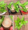 Picture of Mini Brazilian Wood Hydroponic Plant Brazilian Wood Lucky Wood Plant