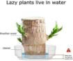Picture of Mini Brazilian Wood Hydroponic Plant Brazilian Wood Lucky Wood Plant