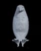 Picture of Eagle Wall Light Eagle Night Lamp 3d Animals Led Wall Light