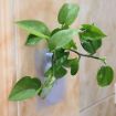 Picture of Wall Hanging Silicone Flower Pot Sticker Plant Rack for Decoration Home Kitchen Office Bathroom