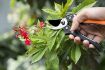 Picture of Flower Cutter Heavy Duty Garden Bypass Pruning Shears   Tree Trimmers Secateurs   Hand Pruner