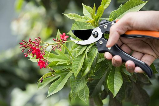 Picture of Flower Cutter Heavy Duty Garden Bypass Pruning Shears   Tree Trimmers Secateurs   Hand Pruner