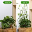 Picture of Plant Climbing Wall Fixing Clip Wall Vines Fixing Clips Plant Climbing Holder Fixer Self-Adhesive Fixture
