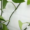 Picture of Plant Climbing Wall Fixing Clip Wall Vines Fixing Clips Plant Climbing Holder Fixer Self-Adhesive Fixture