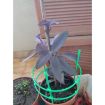 Picture of Plant Supporter Device Plastic Plant Cage Holder Pot Climbing Trellis